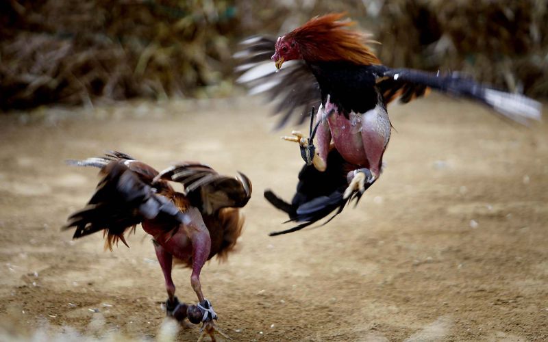 Nét truyền thống đá gà