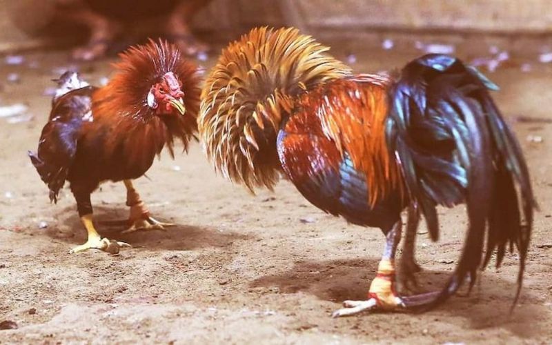 Bí kíp đặt cược C3
