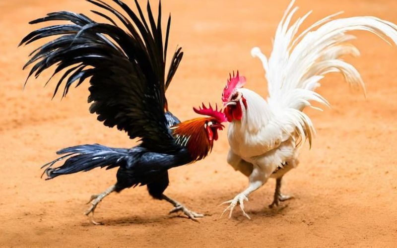 Trận đá gà 24 tỷ B88
